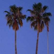 Load image into Gallery viewer, Sears Neon Light. Mountain View. 1990 by Ian E Abbott