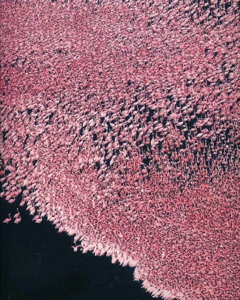 Some Swimming Flamingos