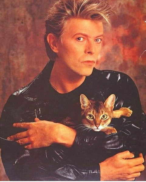 bowie