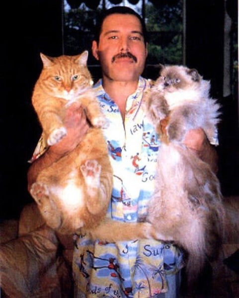 Freddie Mercury with his cats.